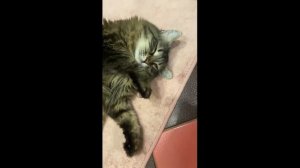 Андрей Нестеренко Александра Каштанова Тайные Будни