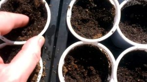 Выращивание лофанта тибетского через рассаду