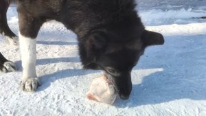 Канадский волк гибрид  День рождения волкособа, 8 лет! Блины, окорок