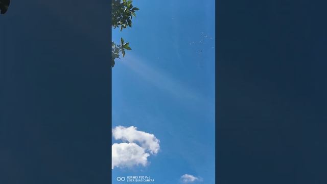 голуби чебаркули игра смотреть онлайн