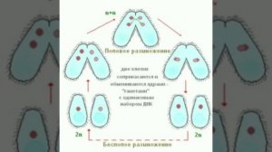 Класс инфузории. Инфузория туфелька.