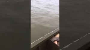 Рыбалка на раскатах в Астрахани на сазана