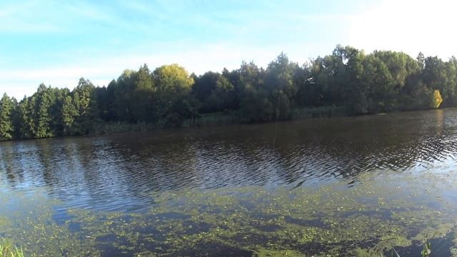 РЕВОЛЮЦИЯ В  РЫБАЛКЕ МЕГА НАСАДКА -ТАТАРСКАЯ САБЛЯ- В ЧЕРВЯ и  ОПАРЫША . Насадка для карася леща.