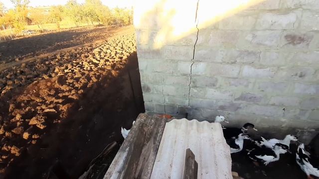 как проживают наши перелетные птицы// эта дата не за горами смотреть онлайн