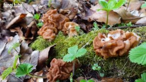 Gyromitra gigas (4K) 8.05.2022, Poland