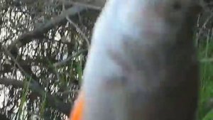 Пару окуней на черную пиявку весной!