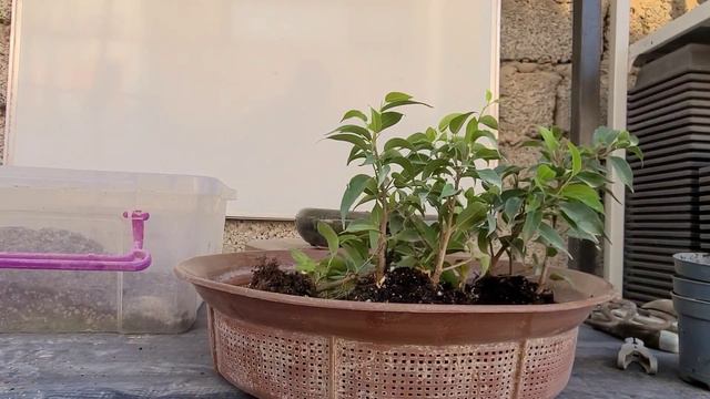 "Да здравствует фикус!" Еще один бонсай в стиле Yose-ue". 21 января 2024 г. смотреть онлайн