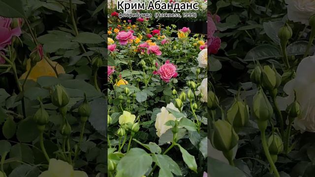 Роза Крим Эбандэнс - Cream Abundance (Harkness Великобритания, 1999)