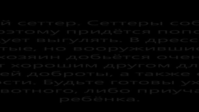 ТОП 10 самых добрых собак в мире смотреть онлайн