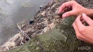 Очередная поездка на пруды! Австралийский рак уже идёт на раколовки!