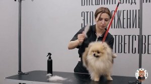ПОРОДНЫЙ ГРУМИНГ ШПИЦА | Вычес шпица | Юлия Дягель БЛЭКГРУМЕР.РФ