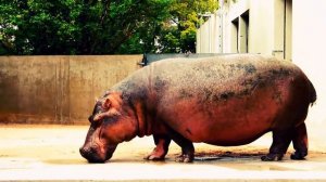 African Safari Animals for Kids - Children Learn African Animals and African Wildlife Sounds