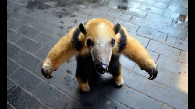 Самые Смешные Животные 6 смотреть онлайн