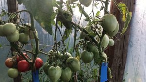 Обзор, КРУПНЫХ, Урожайных томатов в маленьком парнике.