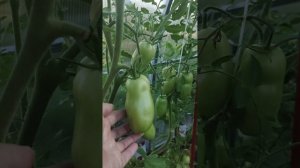 ТОМАТ? ЦАРСКОЕ ИСКУШЕНИЕ.? АГРОФИРМА ПАРТНЁР.?