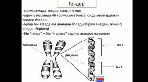 Биология, 7-сынып, 4-тоқсан, 2-сабақ. Хромосоманың құрылымы, ДНҚ жайлы түсінік қазақ тілінде