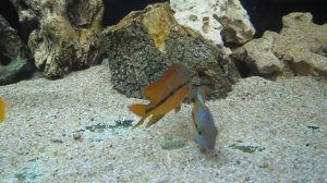 Hypsophrys nicaraguensis 2 / Никарагуанские цихлазомы 2