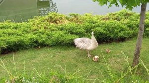Самка павлина защищает птенцов / Peacock female protects chicks