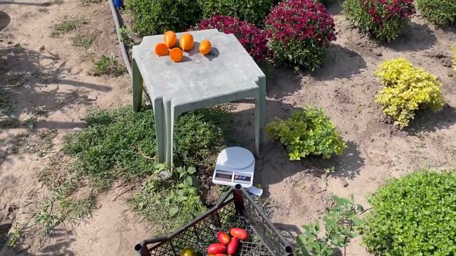 Томат ЗОЛОТОЙ БУРАТИНО смотреть онлайн