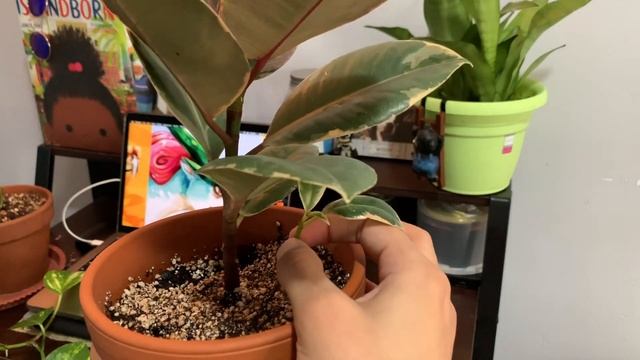 Variegated Rubber Plant (Ficus Elastica Red Ruby) & TIPS!