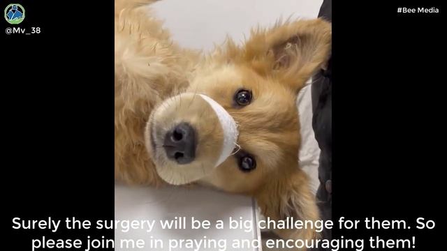 My Heart Broke When Saw This Poor Dog, He Was Starving And Covered in Snowy Street смотреть онлайн