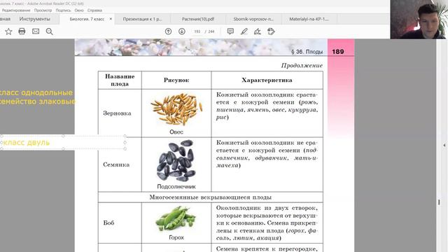 Учим плоды и соцветия.