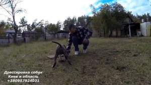 217. Дрессировка щенка стаффорда 3 месяца. Первая тренировка с инструктором