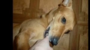 Собака кусака