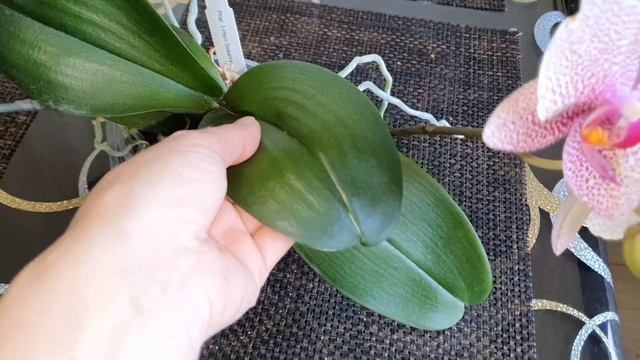 Мама подарила ПОДСТАВКУ ДЛЯ ЦВЕТОВ ??? Думаю как приспособить смотреть онлайн