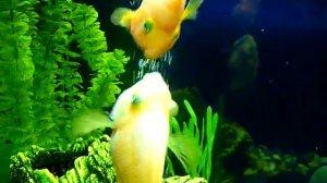 танцующие рыбки попугайчики