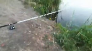 Карась вуалехвост в России