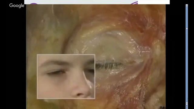 Живая анатомическая книга 1 часть смотреть онлайн