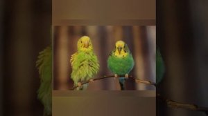 Сборник видео про оперение у попугаев. | Кратко от Попугая