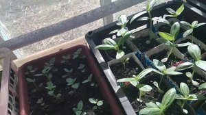 Прищипываю однолетние георгины Опера и цинию.