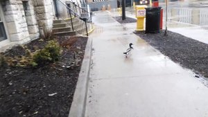 Мы с Тамарой ходим парой )