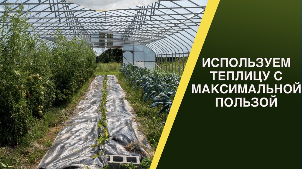 ЧЕМ МОЖНО ЗАСЕЯТЬ ТЕПЛИЦУ ДО ВЫСАДКИ ОГУРЦОВ И ТОМАТОВ? смотреть онлайн