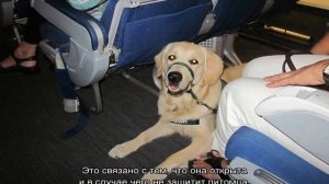 Переноска для собак в самолет: какой нужен контейнер