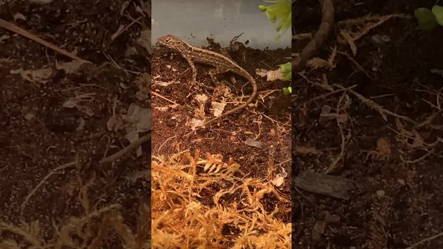 Кто из моих анолисов пик Беззубик и зубастик? Узнаем в этом видео смотреть онлайн