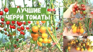 Выбери свой!  20 сортов черри томатов, которые я вырастила за пять лет! Выбираю лучшие сорта