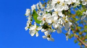 Все подружки по парам