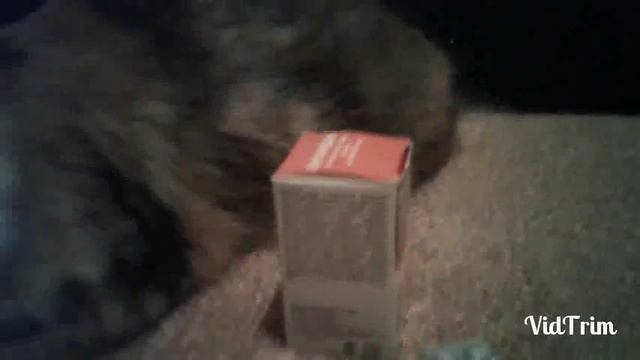 Всё о животных:Что нужно что бы завести кошку♡♡♡ смотреть онлайн