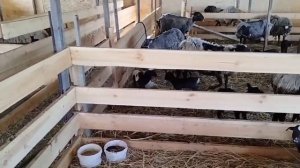 Вес барана Дорпера в три месяца