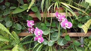 Саратовский лимонарий экскурсия путешествие. один из 3х лимонариев в России