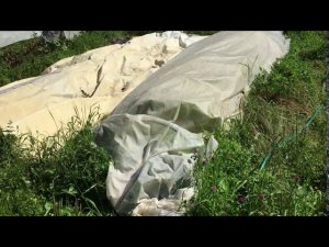 Огород   позор, но совет про капусту