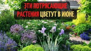 Эти потрясающие растения цветут в июне.?