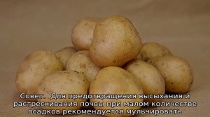 Картофель Крепыш