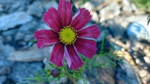 5 однолетников которые сажаю каждый сезон