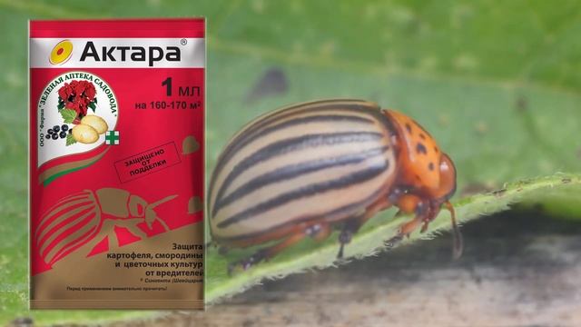 Как НАВСЕГДА избавится от колорадского жука на картофеле  ☘ смотреть онлайн