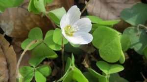 Дикорастущие растения в нашем питании. Кислица обыкновенная.