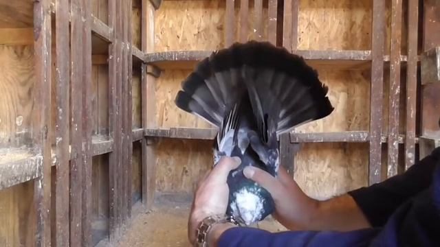 50 фактов о голубях о которых вы и не догадывались! смотреть онлайн